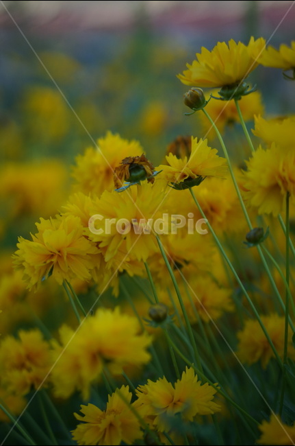금계국,노랑,꽃,봄,풍경,식물,자연,plants,nature,꽃,flower