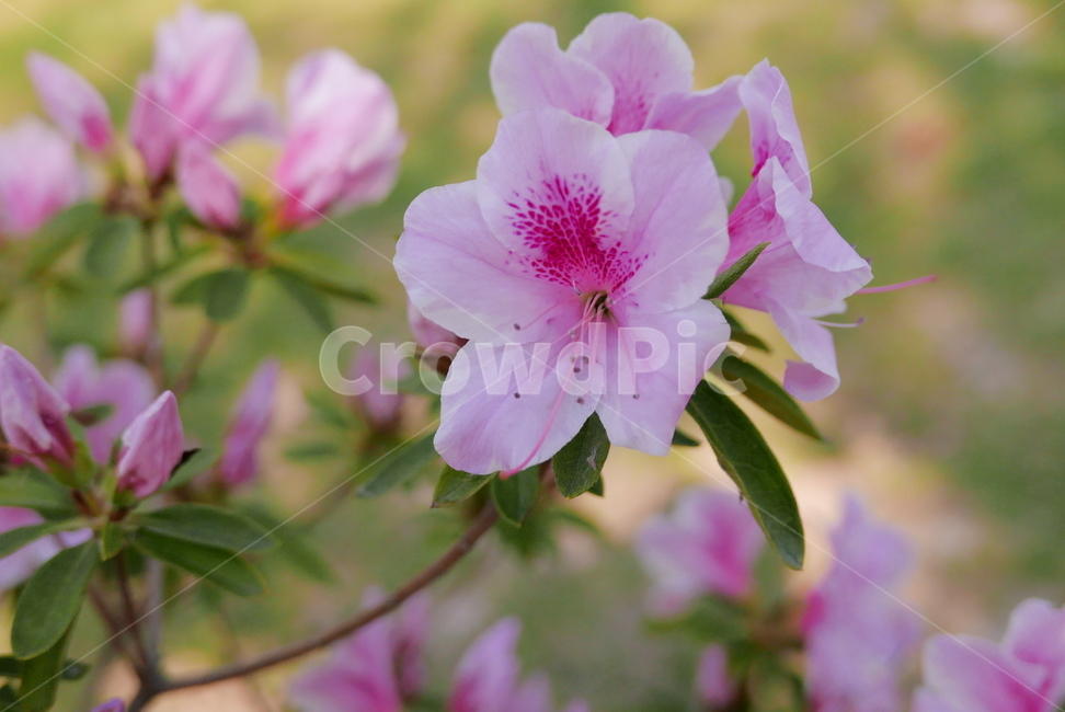 봄꽃,철쭉,꽃,blossom,flower,식물,plant
