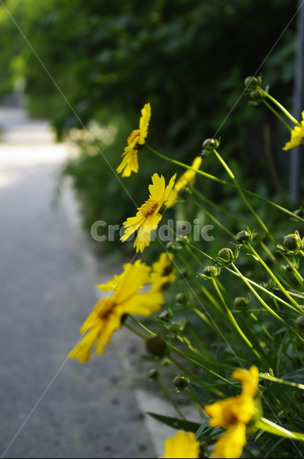 금계국,꽃,flower,식물,plant,자연,nature