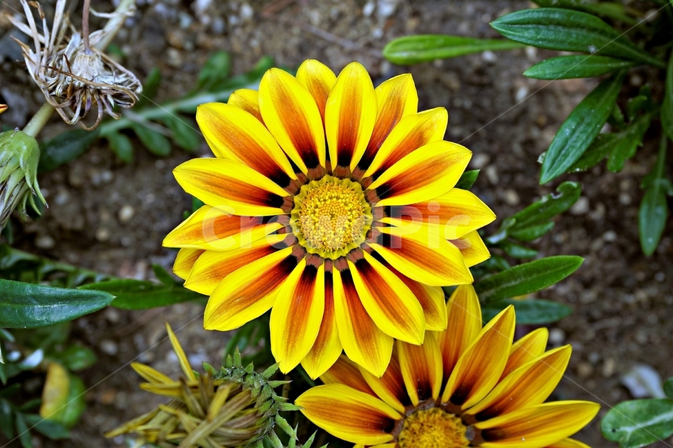 봄,꽃,식물,자연,flower,floral,가자니아,국화과,훈장국화,태양국,원예,gazania,남아프리카원산