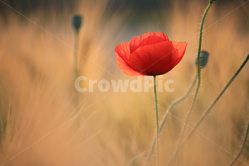 양귀비꽃,식물,꽃,청보리,태화강대공원,식물,자연,plants,nature,꽃,flower