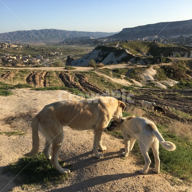산,강아지,햇살,카파도키아,우정,개,동물,animal,포유류,mammal,개,강아지,dog,doggy