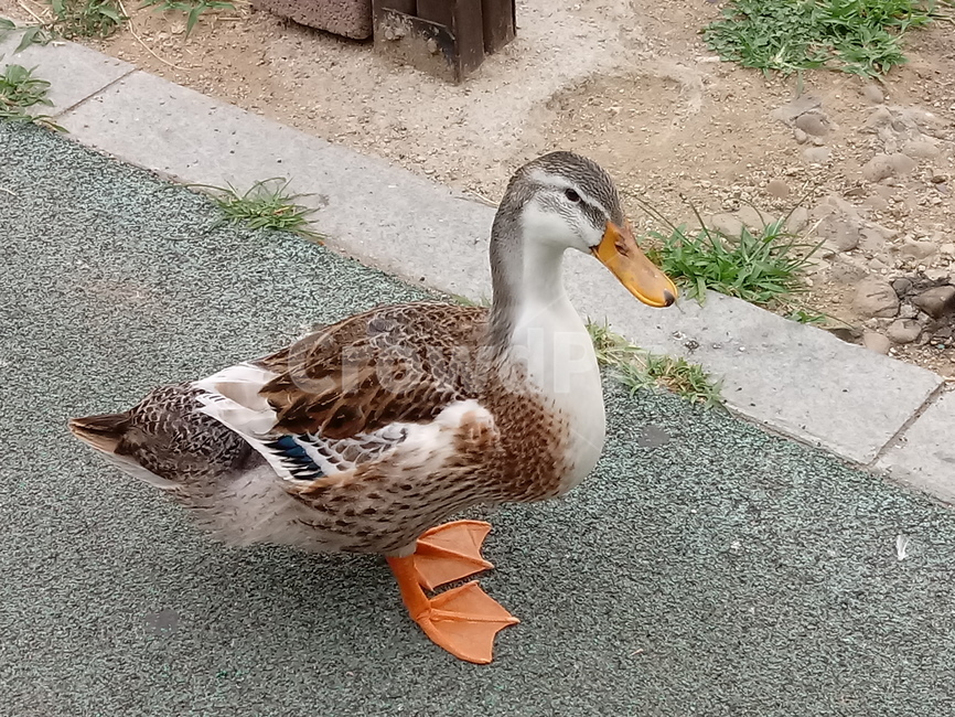 오리,개천가,자연,새,산책