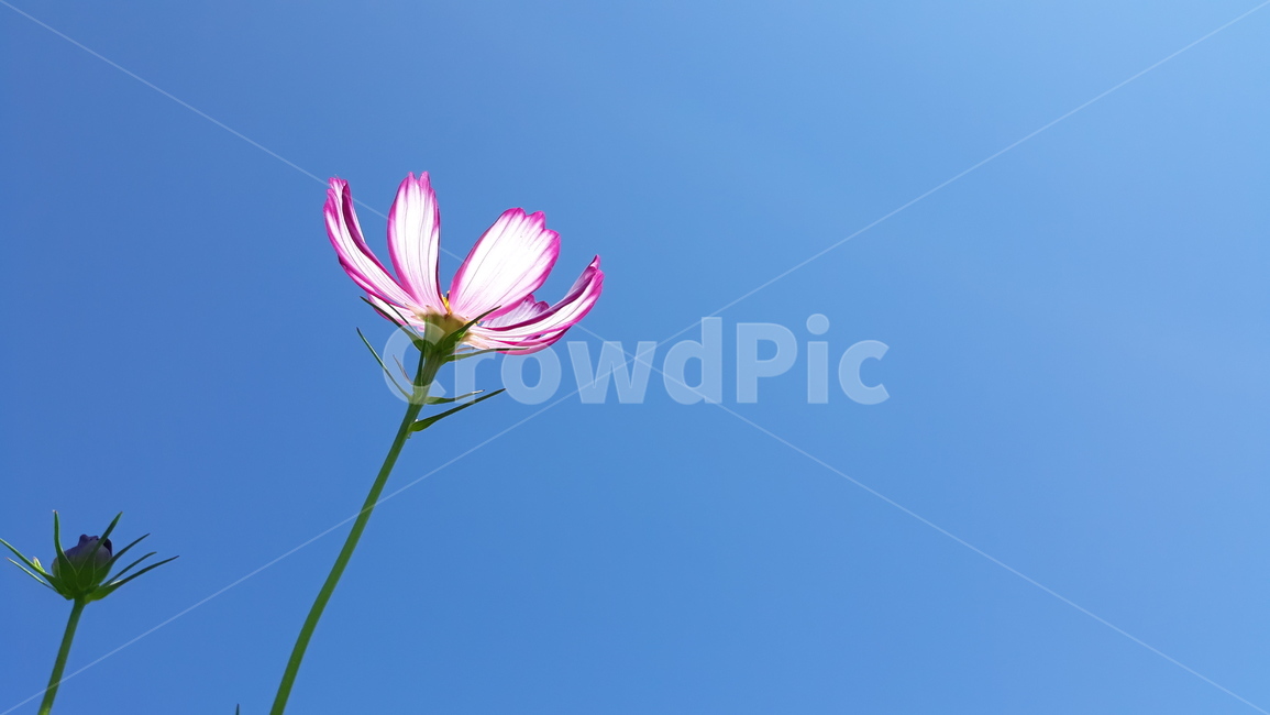 꽃,코스모스,가을,가을하늘,가을꽃,plant,식물,flower,감성사진,계절,자연,nature,색감,color,가을,계절,fall,autumn,season,식물,자연,plants,nature,꽃,flower