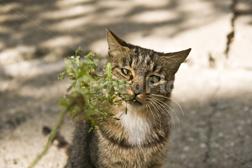 동물,animal,포유류,고양이,cat,길냥이,반려동물,동물,animal,포유류,mammal,고양이,cat,kitten,kitty