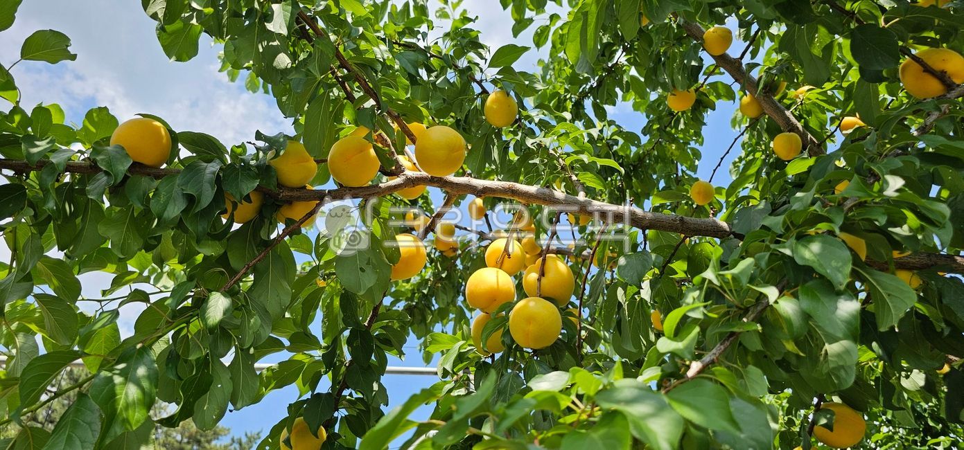 Apricot,apricot tree,fruit tree,fruit,tree,apricotree