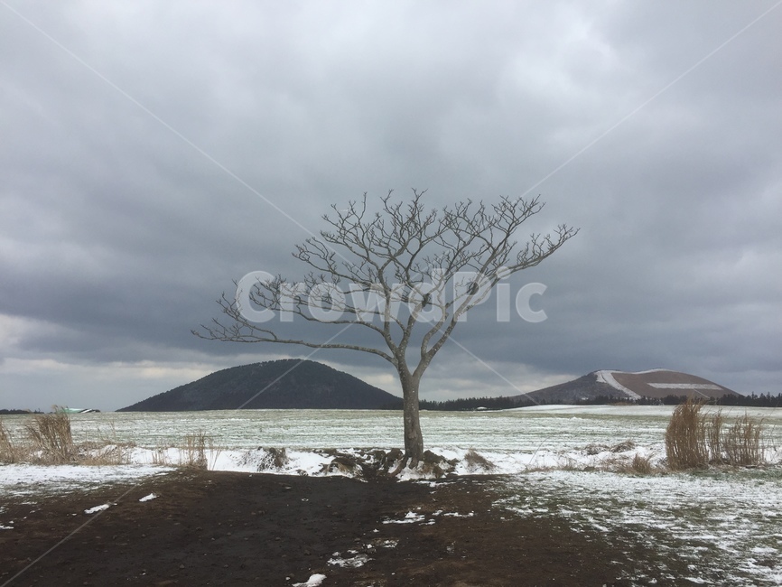 outdoors,옥외,land,땅,nature,자연,나무,나홀로나무,겨울,계절,winter,season,자연,풍경,nature,landscape