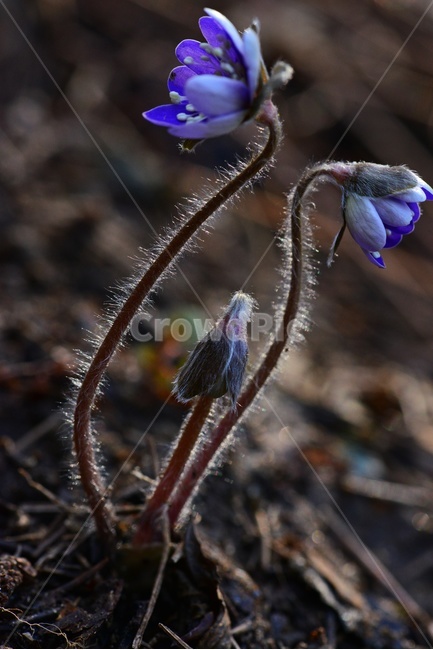 flower,blossom,꽃,plant,식물,노루귀,분홍노루귀,솜털,빛,식물,자연,plants,nature,꽃,flower