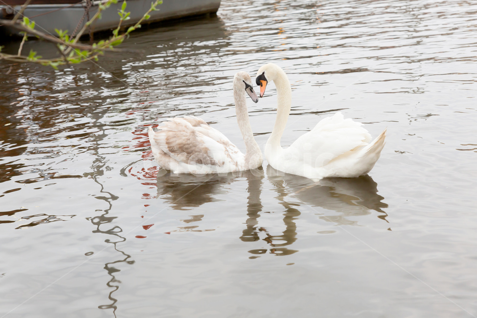 백조,동물,하트백조,프라하백조,커플백조