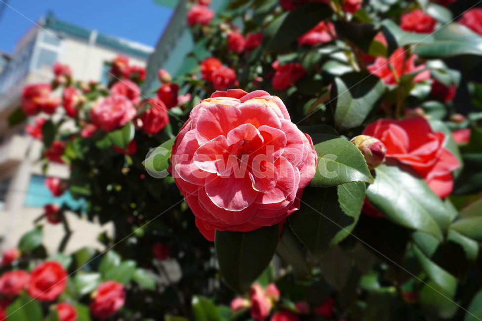 봄,장미,꽃,개화,로즈,식물,자연,plants,nature,꽃,flower