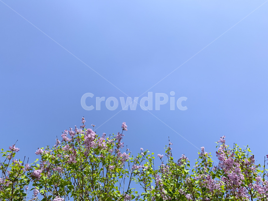 봄,봄꽃,파란하늘,봄풍경,landscape,spring,하늘