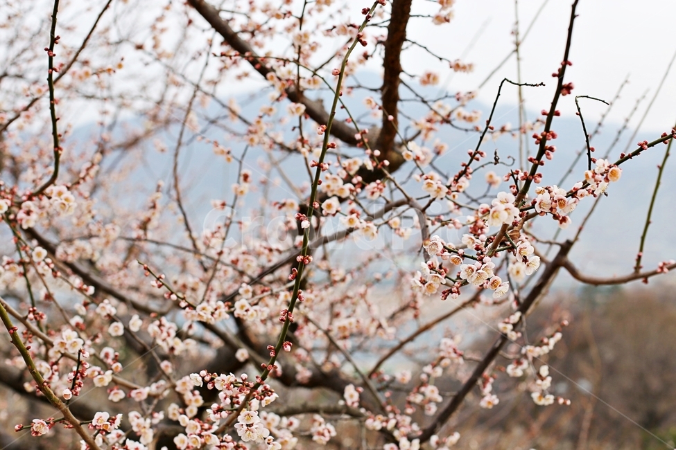 hadong,하동,매화축제,매화,매화꽃,꽃,flower,봄,계절,spring,season,식물,자연,plants,nature,꽃,flower,plant