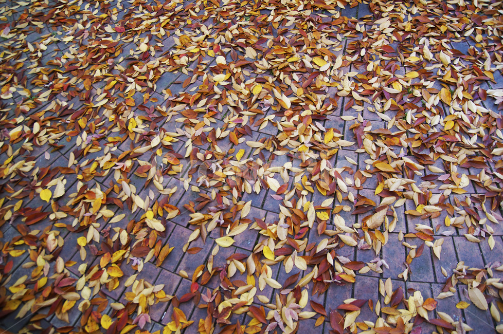 가을,낙엽,단풍,감성,배경,감성사진,sensitive,fall,feeling,가을,계절,fall,autumn,season