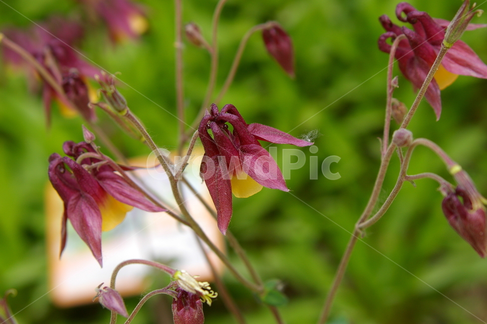 꽃,식물,plant,flower,blossom,클로즈업,봄꽃,식물,자연,plants,nature,꽃,flower