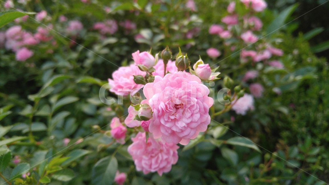 장미,꽃,분홍장미,분홍색,녹색,식물,배경,감성,계절,rose,flower,pinkroses,pink,green,plants,background,emotional,season