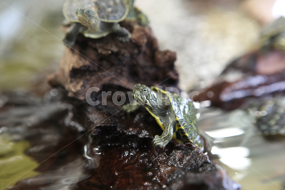 turtle,터틀,animal,동물,boxturtle,상자거북,해양생물,자라,파충류,양서류,reptile,amphibian