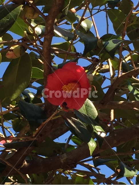 겨울,꽃,나무,동백,파릇파릇함,식물,자연,plants,nature,꽃,flower