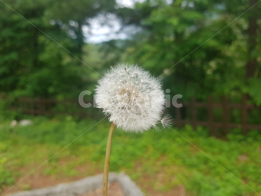 꽃,아름다움,민들래,자연,민들래씨