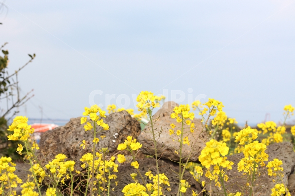 제주도,유채꽃,꽃,우도,여행,봄,계절,spring,season,식물,자연,plants,nature,꽃,flower,plant,blossom