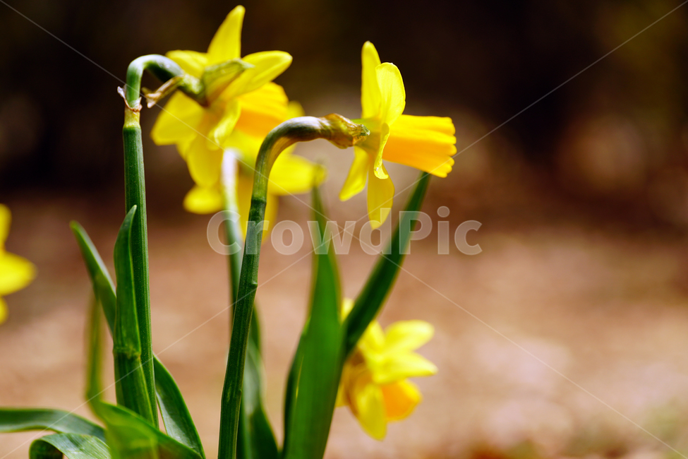 수선화,한국자연,꽃,꽃사진,플라워,flower,봄,봄꽃,spring,식물,plants,자연,nature,풍경,landscape,계절,season,snap,스냅,접사,macro,closeup,클로즈업,감성사진,감성,힐링,healing,느낌,feel,feeling,꽃밭,화단,나무,나뭇가지,tree,꽃봉오리,4월,April,봄,계절,spring,season,식물,자연,plants,nature,꽃,flower,plant,blossom