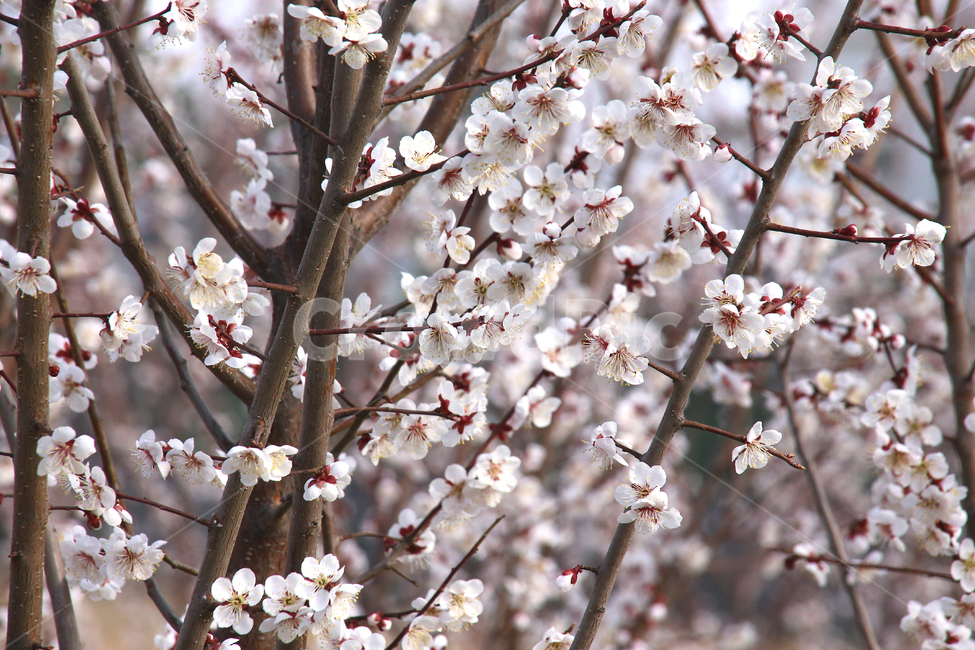 매화,꽃,매화꽃,감성,봄날,봄,자연,spring,flower,봄,계절,spring,season,식물,자연,plants,nature,꽃,flower,plant,blossom,cherry blossom,벚꽃