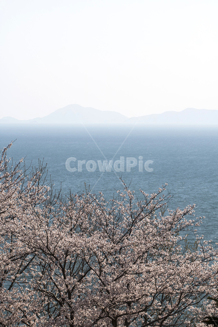 벚꽃,벚나무,바다,섬,봄,봄꽃,봄,계절,spring,season,자연,풍경,nature,landscape,plant,식물,flower,꽃,blossom