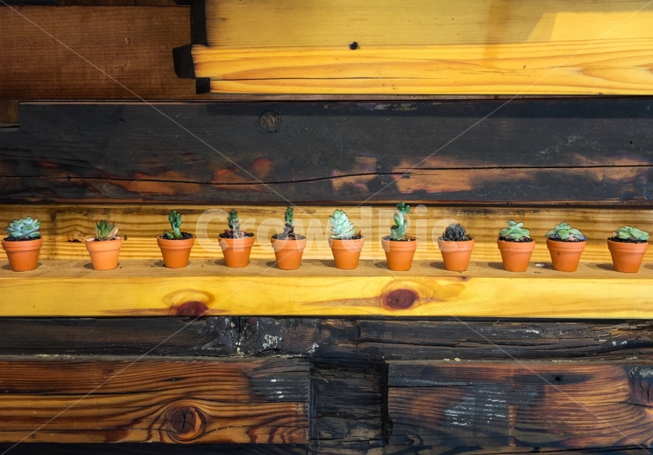 mini,flower pots,succulents,rows,cute,old materials,shelves,interior,props,arrangement,plants,wood,mini flower pots,organizing,Succulents