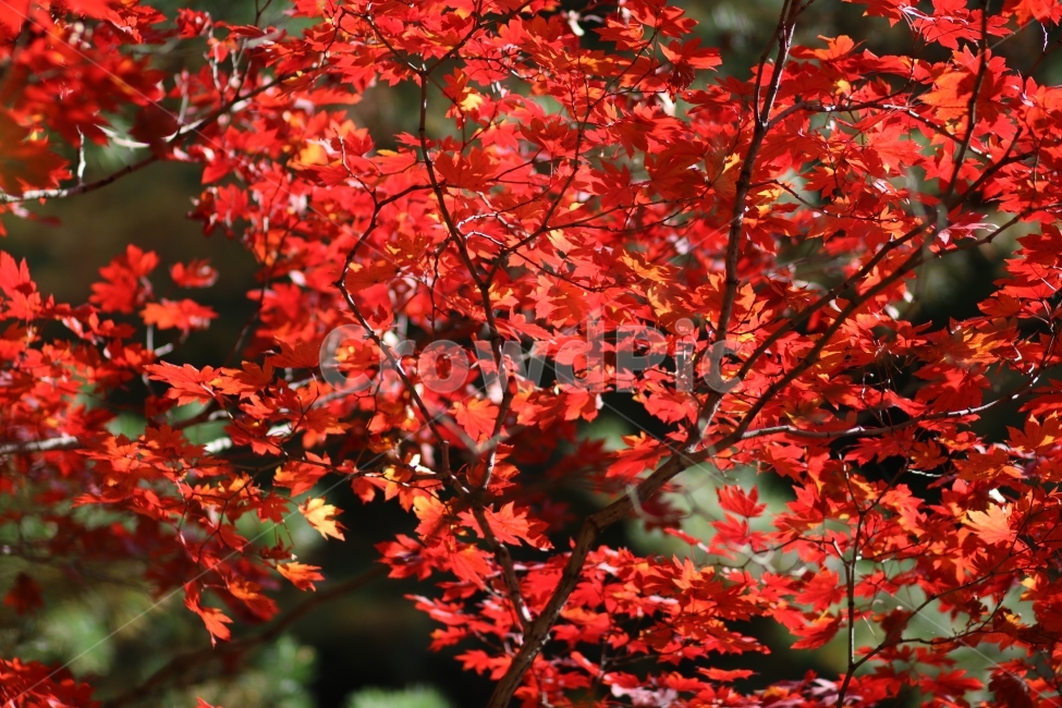 단풍나무,단풍,가을감성,감성단풍,오대산단풍,가을,계절,fall,autumn,season,식물,자연,plants,nature,leaf,잎,plant,tree,나무,maple