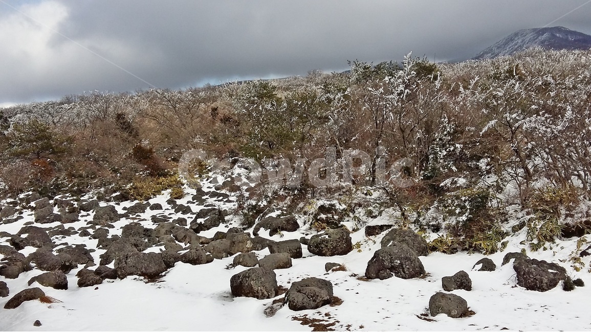 제주도,1100고지,한라산,휴게소,산책로,눈,겨울,겨울,계절,winter,season,자연,풍경,nature,landscape,한국자연풍경,한국자연경관,korea nature landscape,제주도,jeju,jeju island
