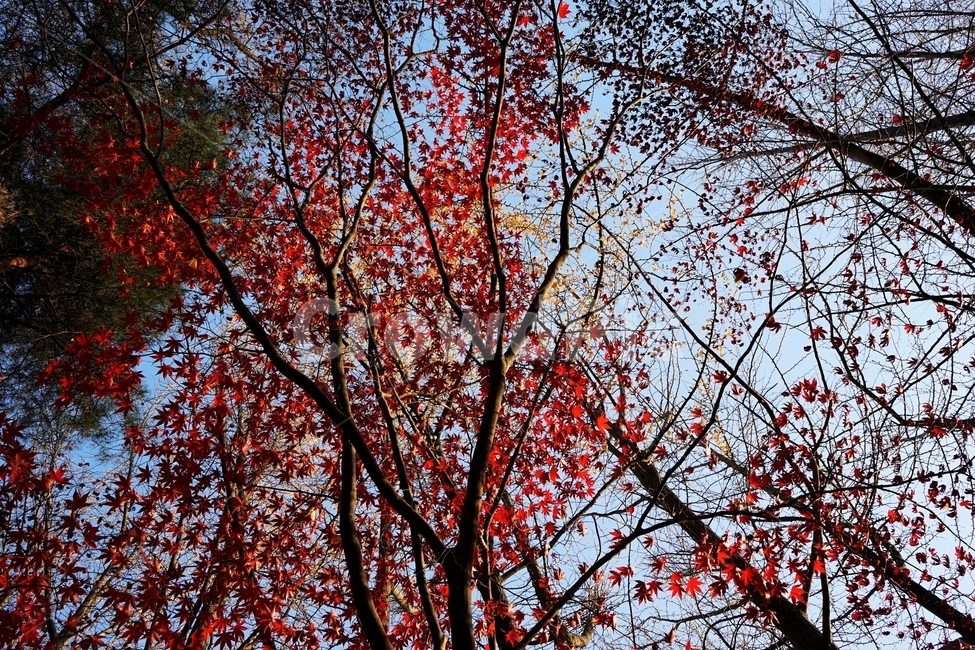 가을,단풍,단풍나무,붉은색,자연,화려함,가을풍경,autumn,fall,autumnleaves,plant,nature,계절,나무,븕은색,maple,red,season,colorful,느낌,감성,trees,branches,울긋불긋,자연autumn,mapletree,가을,계절,fall,autumn,season,식물,자연,plants,nature,leaf,잎,tree