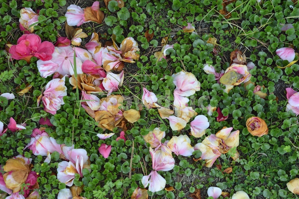 봄,꽃,화사한,핑크,여름,꽃,flower