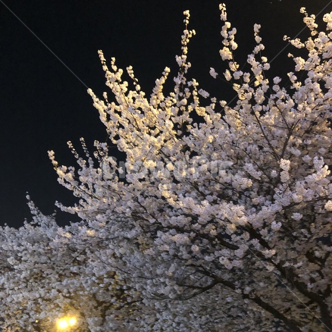 벚꽃,무심천,꽃,봄,꽃구경