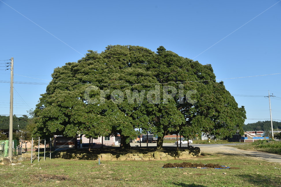 후박나무,천연기념물,나무,tree,삼산리,plant,식물,자연,plants,nature,나무,trees,wood