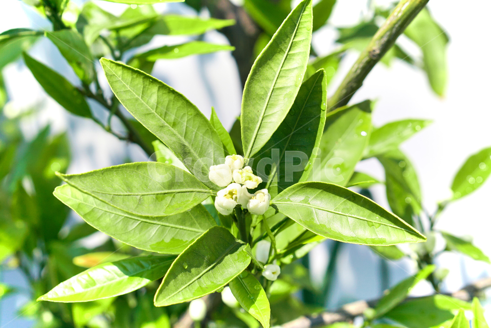 귤,나무,꽃,봄,식물,flower,화분,wood,plant,nature,fruit,whiteflower,접사,초접사