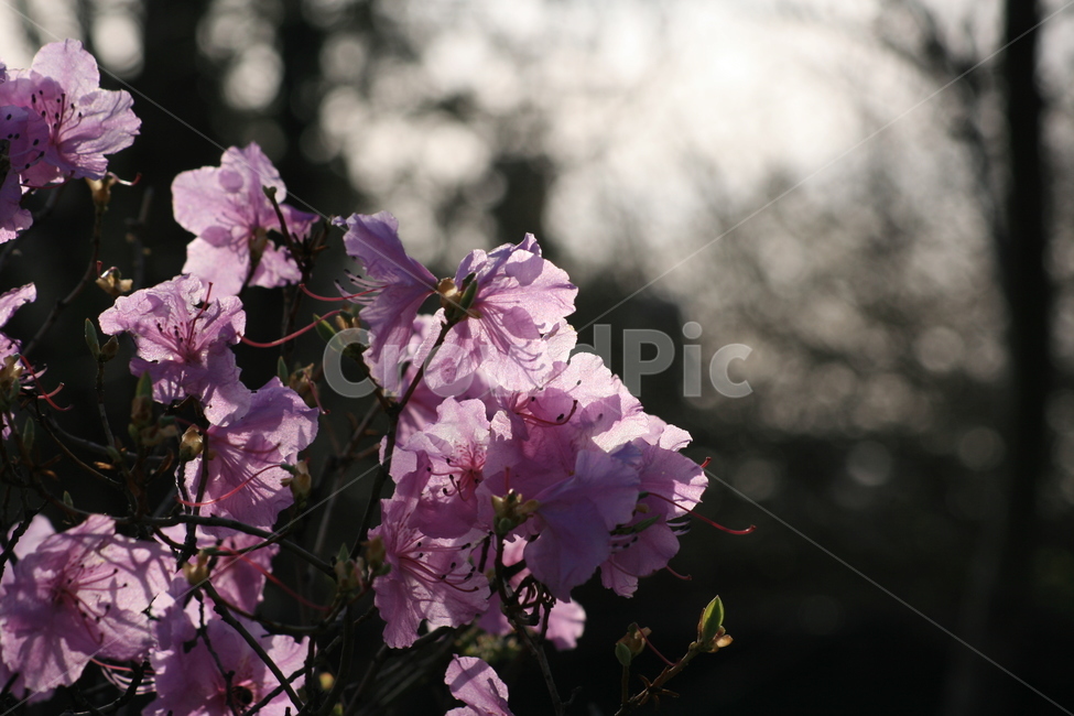 진달래,plant,식물,flower,꽃,분홍색,진분홍