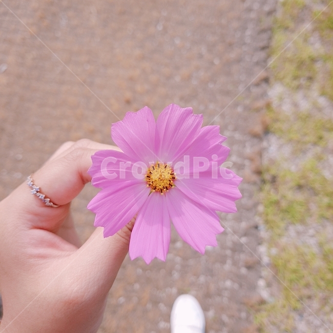 꽃,코스모스,가을,가을꽃,식물,cosmos,flower,fall,autumn,꽃,flower