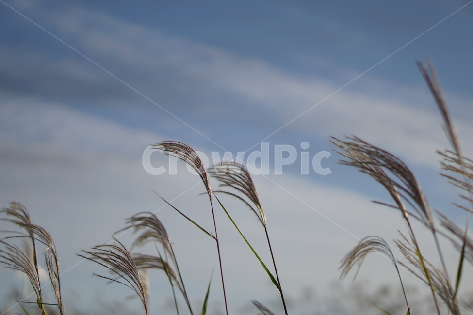 갈대,가을,background,하늘,갈대밭,grass,잔디,plant,식물,lawn,sky,fall,가을,계절,fall,autumn,season