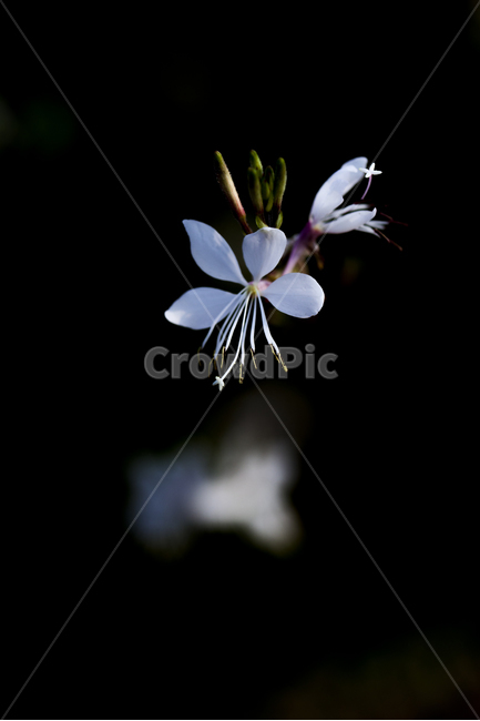 꽃,그림자,봄,흰꽃,꽃술,식물,자연,plants,nature,꽃,flower