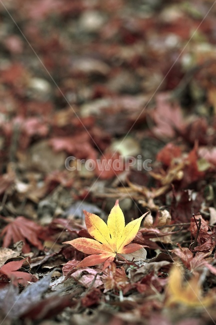 단풍,가을,낙엽,공원,maple,fall,park,fallenleaves,가을,계절,fall,autumn,season,plant,식물,leaf,잎,tree,나무