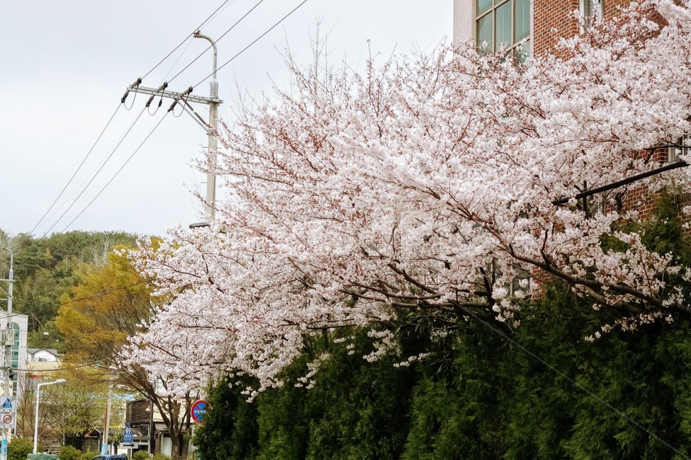 답장넘어로핀벚꽃,벚꽃,봄,풍성함,눈꽃,봄,계절,spring,season,plant,식물,flower,꽃,blossom