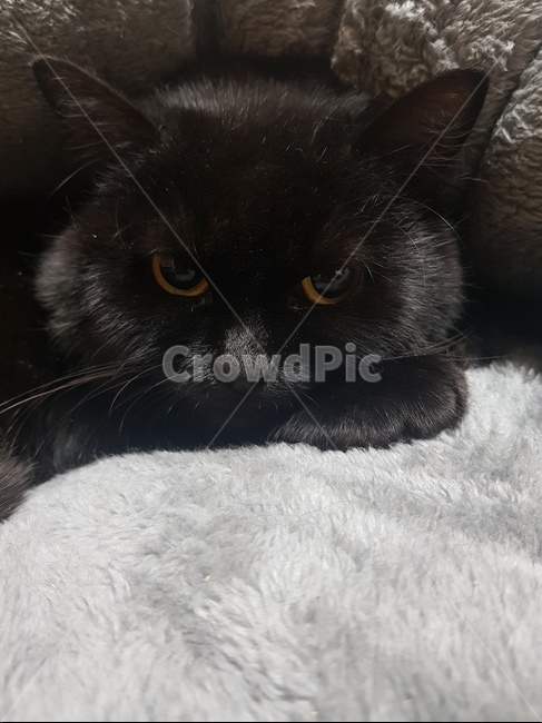 고양이,cat,검은고양이,노란눈,블랙