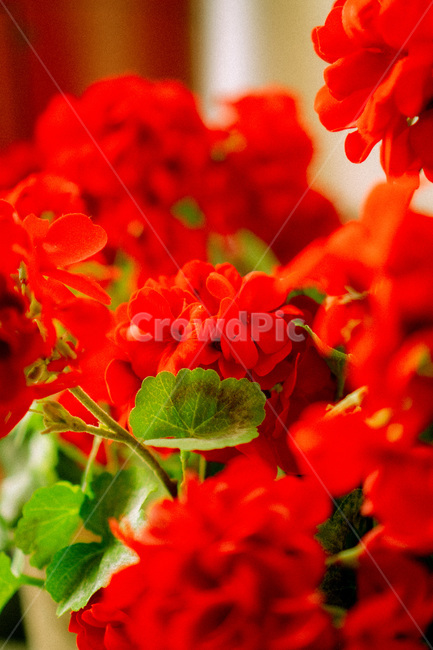 plant,식물,flower,blossom,꽃,flowerbouquet,꽃부케,꽃꽂이