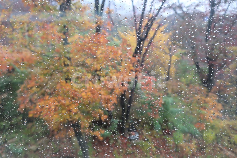 가을,숲,숲속,산속,풍경,단풍,나무,배경,자연,낙엽,계절,가을,계절,fall,autumn,season,비,비오는날,rain,rainy