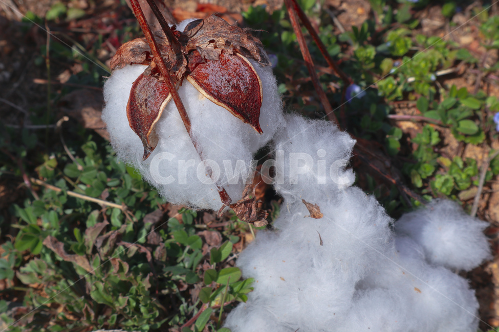 봄,spring,목화,목화열매,목화솜,솜,cotton