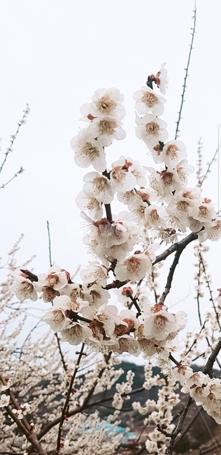 매화,매화꽃,매화나무,자연,풍경