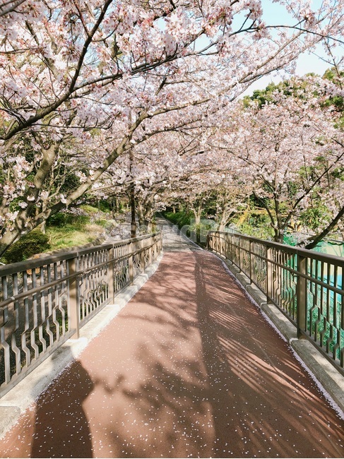 벚꽃,하나미,꽃길,그림자,3월,봄,계절,spring,season,자연,풍경,nature,landscape,plant,식물,banister,난간,handrail