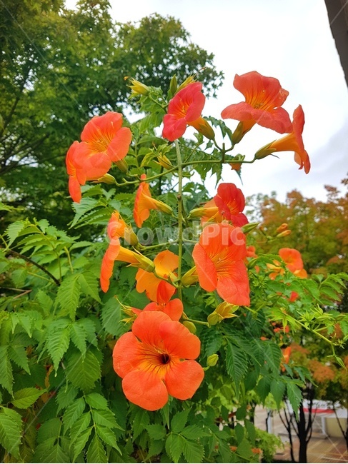능소화,꽃,플라워,자연,힐링,감성,식물,배경화면