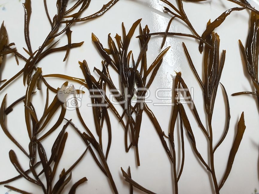 톳,해초,바다생물,접시,톳생김새