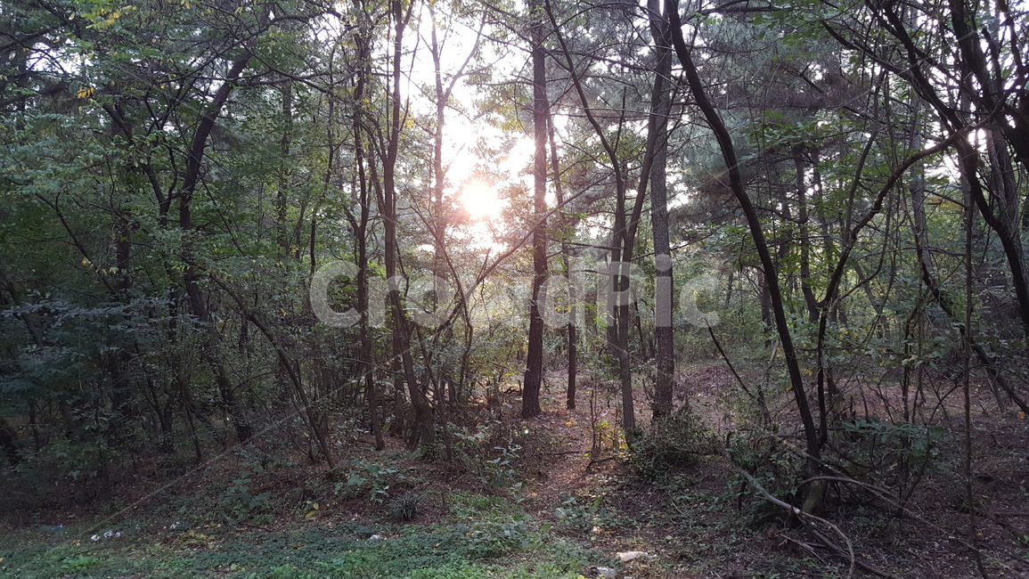 숲,숲속,분위기,빛,몽환,몽환적인,나무,초목,햇빛,식물,tree,light,ground,sunlight,flare,plant,vegetation,자연,풍경,nature,landscape,식물,plants,나무,trees,wood,플레어,바닥