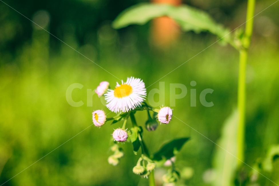 민들레,접사,봄,풀,꽃,녹색,봄,계절,spring,season,휴식,힐링,rest,relaxation,healing,식물,자연,plants,nature,꽃,flower,감성,sensible,feeling,plant,daisy,데이지,daisies,blossom